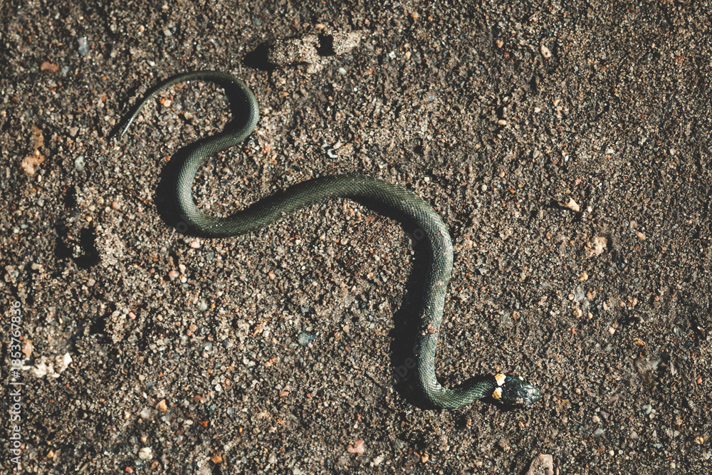 Obraz premium Top view of a wild snake camouflaged on a sandy gravel surface. Already snake. Snake in the wild.