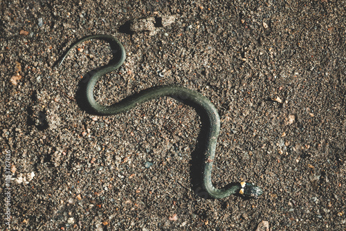 Top view of a wild snake camouflaged on a sandy gravel surface. Already snake. Snake in the wild.