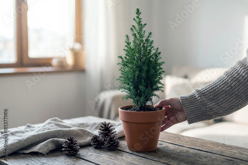Small pine tree indoor plant clay pot rustic table cozy home natural light winter decor pine cone human hand soft sweater Small pine tree indoor plant clay pot rustic table cozy home natural light