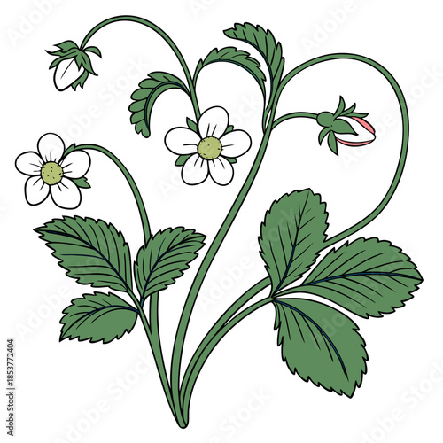 Illustration of a strawberry plant