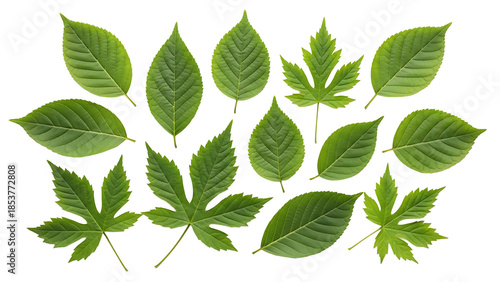 Collection of green leaves on transparent background