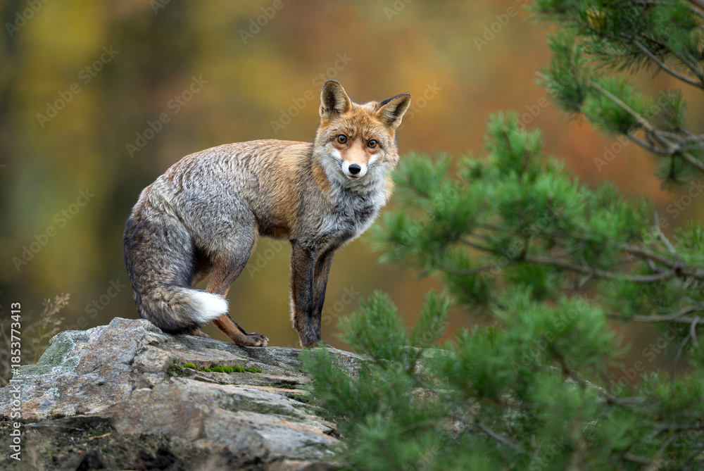 Obraz premium Red Fox ( Vulpes vulpes ) close up