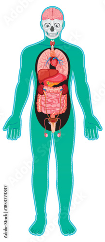Human Body Diagram with Internal Organs and Skeleton