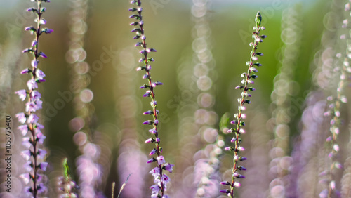 Wallpaper Mural Macro de fleurs de bruyère, en automne Torontodigital.ca
