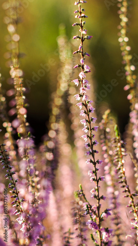 Wallpaper Mural Macro de fleurs de bruyère, en automne Torontodigital.ca