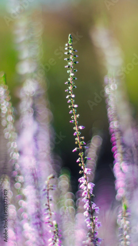 Wallpaper Mural Macro de fleurs de bruyère, en automne Torontodigital.ca
