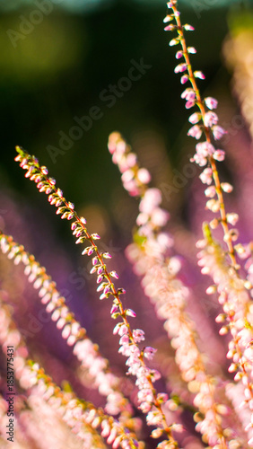 Wallpaper Mural Macro de fleurs de bruyère, en automne Torontodigital.ca
