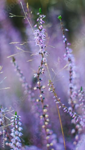 Wallpaper Mural Macro de fleurs de bruyère, en automne Torontodigital.ca