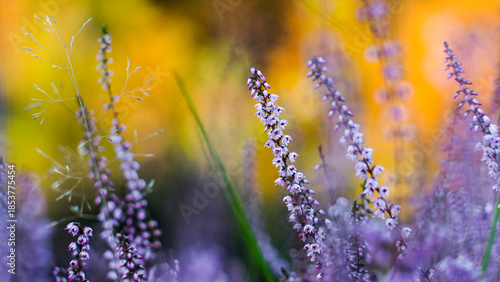 Wallpaper Mural Macro de fleurs de bruyère, en automne Torontodigital.ca