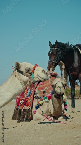 Camels and horse resting on sandy beach in Egypt with colorful traditional saddles and harnesses, desert animals near Red Sea coast under clear blue sky