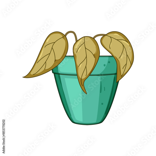 Potted houseplant with drooping brown wilted leaves in a turquoise pot on white background, symbolizing neglect, dryness, plant death and lack of indoor care