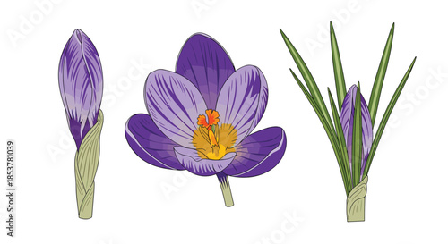 Set of purple crocus flower illustrations showing a bud, a full bloom, and leaves in different stages of growth.