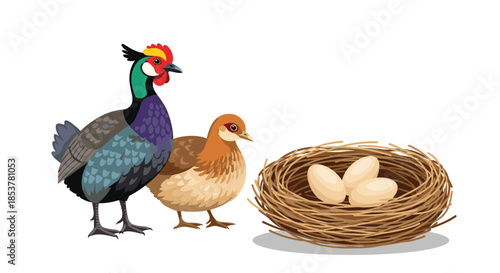 Colorful male pheasant and a female pheasant standing near a straw nest with three eggs on a white background.