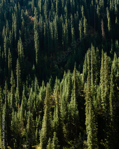 pine forest in autumn