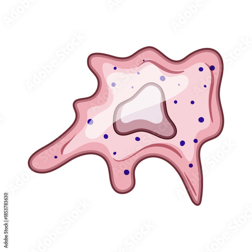 Irregularly shaped immune cell moving and engulfing pathogens, a crucial component of the body's defense mechanism against diseases, featuring an amoeboid structure and internal granules