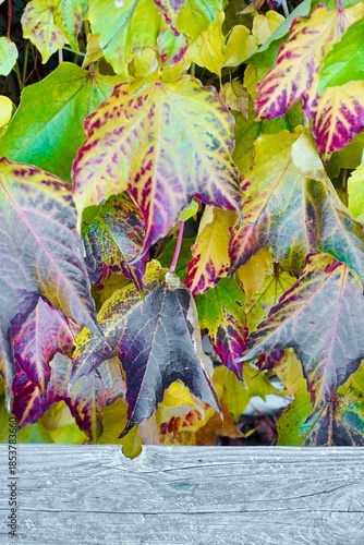 Fall foliage and old wood texture. Concept of autumn season with colorful vine leaves and wooden board.