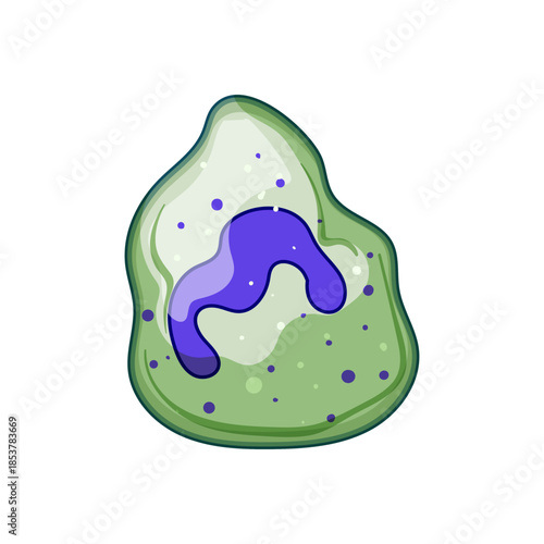 Human immune cell displaying its distinctive lobed nucleus and granular cytoplasm, representing the body's natural defense mechanism against invading pathogens and diseases