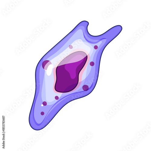 Immune system cell with an irregular shape and prominent nucleus working to protect the body against pathogens, representing health, defense, and microscopic biology