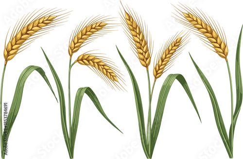 Wheat stalk illustration, cereal crop, golden ear, agriculture symbol, botanical drawing, food production, grain plant, farm harvest, rural sketch