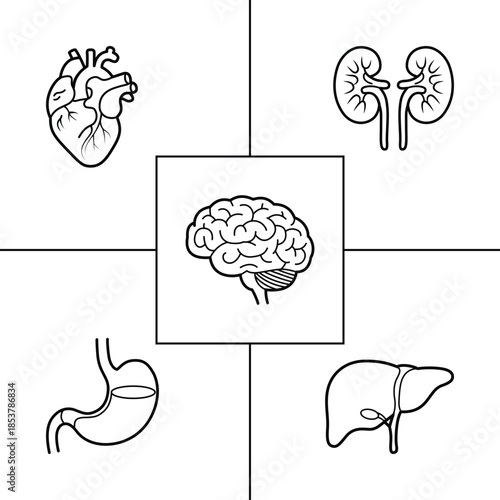 human body organs illustration