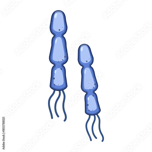 Lactobacilli bacteria are depicted as elongated blue microbial organisms, representing beneficial probiotics essential for a healthy human gut microbiome, supporting digestion and overall wellness