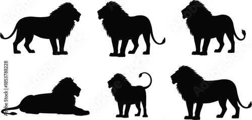 Black silhouettes of lions in different poses on a white background big cat feline