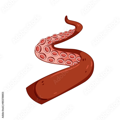 Octopus tentacle vector illustration presenting a marine animal arm with visible suction cups, depicting flexibility and a strong grip on a white background