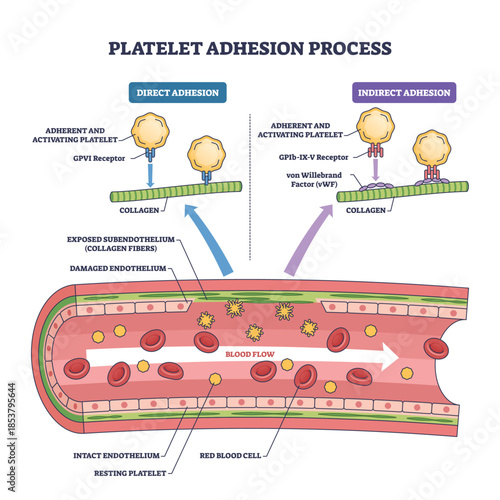 Platelet adhesion process diagram shows platelets binding to collagen via vWF in a damaged vessel, key objects, platelets, collagen, vWF. Outline diagram