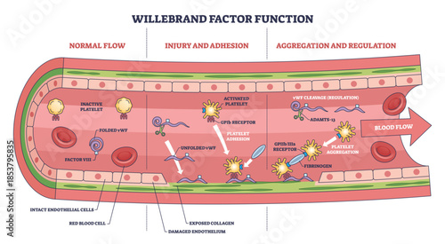 Willebrand factor function, illustrates platelet adhesion and aggregation in a damaged vessel, key elements are vWF, platelets, and collagen. Outline diagram
