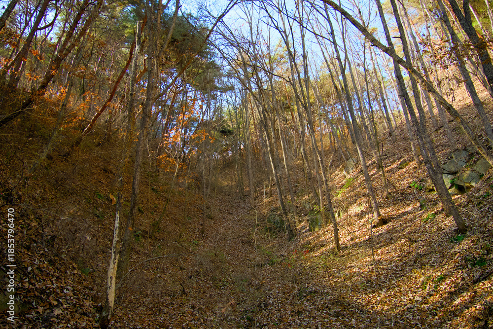 Fototapeta premium A fall forest covered with fallen leaves
