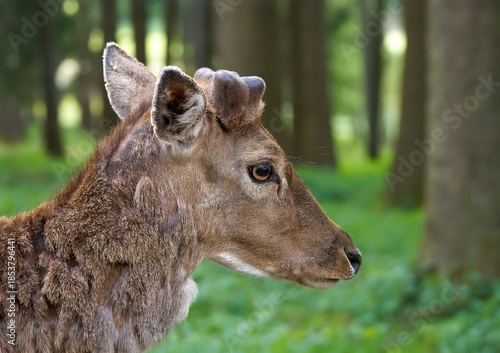 Fotografie Damhirsch (Dama dama) Portrait in Seitenansicht mit gerade nachwachsendem Geweih