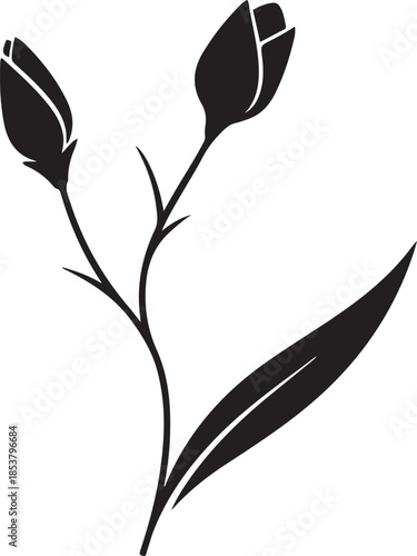 Black and white tulip flower with three buds on a stem