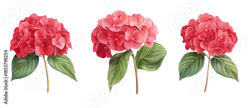 Set of Hydrangea macrophylla Light Crimson frontal view on transparent background