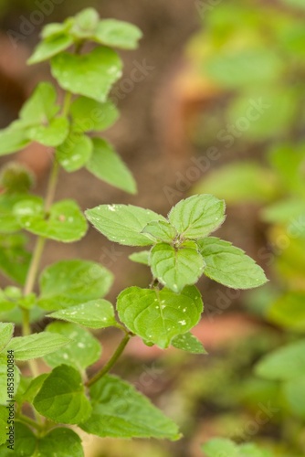 Wallpaper Mural Plant list 2025 - Mentha aquatica Torontodigital.ca