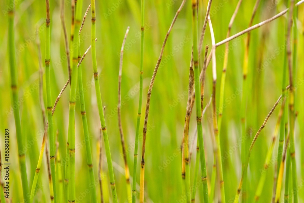 Obraz premium Plant list 2025 - Equisetum fluviatile