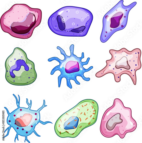Human immune cells representing different types of white blood cells and their roles in the body's defense mechanism, combating infections and illnesses