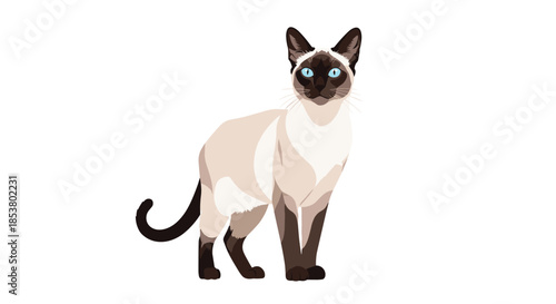 Graceful Siamese cat with classic seal point markings and striking blue eyes standing elegantly on a clean white background.