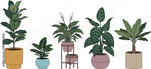 Flat Vector Illustration of Large Indoor Houseplants Including Fiddle Leaf Fig Peace Lily and Banana Plant