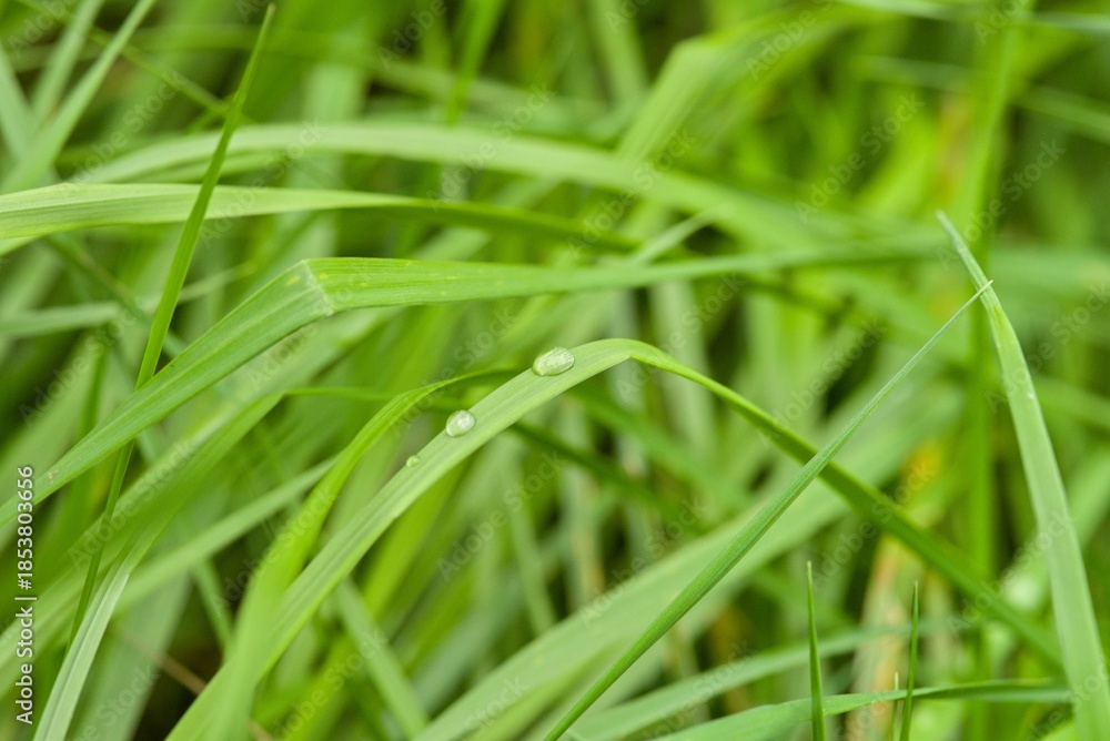 Fototapeta premium Plant list 2025 - Alopecurus pratensis