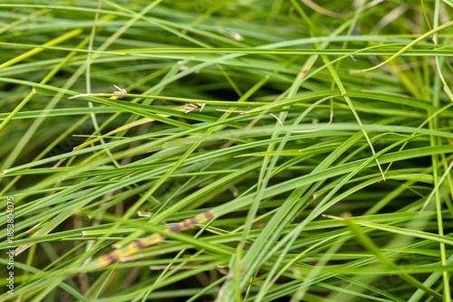 Plant list 2025 - Carex remota