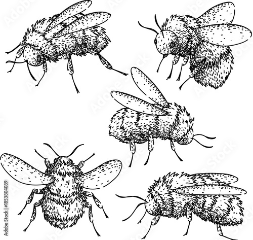Bumblebees flying and crawling, a collection of hand drawn insects in detailed line art style on a white background, useful for nature, biology, environment, and pollination concepts
