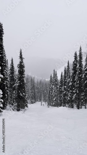 A winter snowy pine forest is covering with snow. Snowy winter weather in the forest