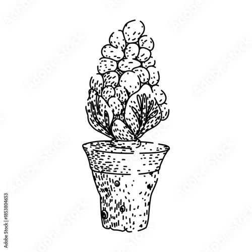 Stylized potted plant illustration with handcrafted line art and engraving like texture, minimal black and white succulent drawing evoking rustic, botanical indoor decor and growth