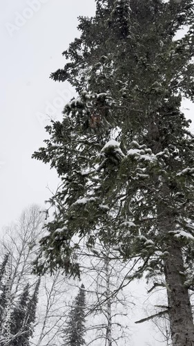 The wind is shaking the pine branches, it is snowing. Snowy winter weather in the forest