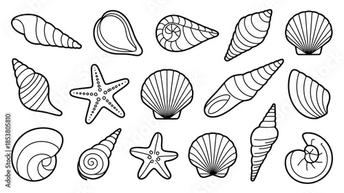 Collection of various seashell and starfish illustrations
