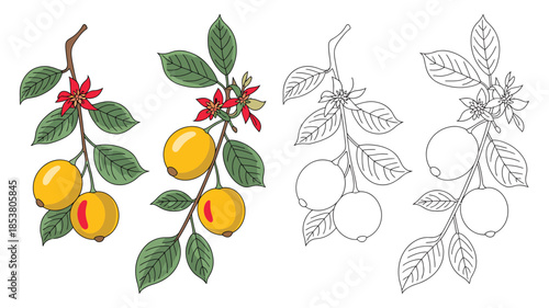 Two sprigs of ripe yellow fruit with red flowers and green leaves