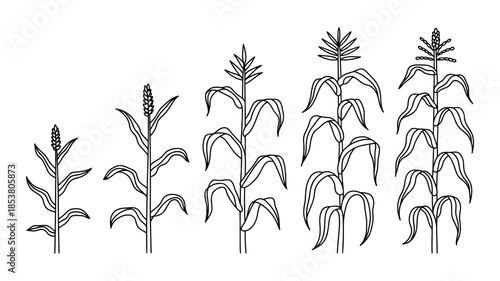 Stages of corn plant growth from seedling to maturity