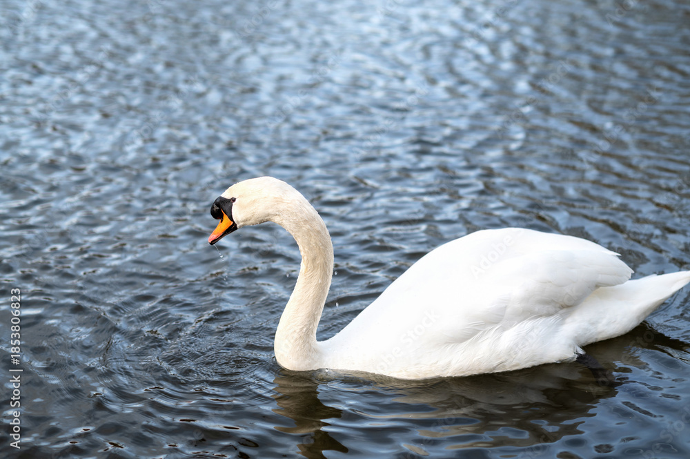 Obraz premium One mute swans ,Cygnus olor, swimming on a pond in spring.