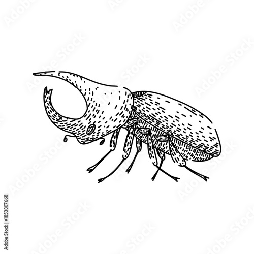 Rhinoceros beetle drawing in a detailed hand drawn style, showcasing the strong horn and textured body, perfect for natural history or insectology themes