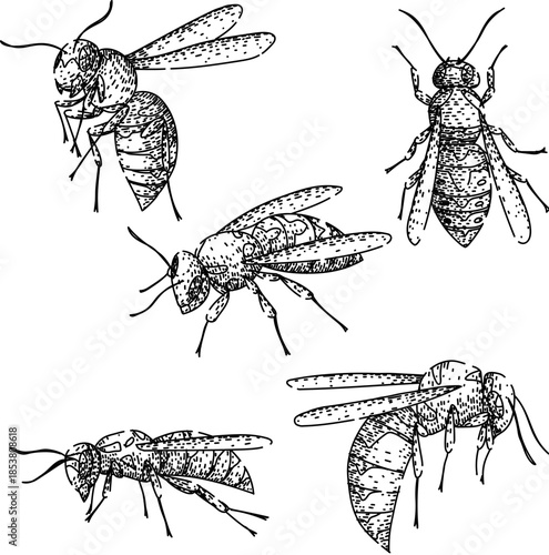 Wasp anatomy and behavior study, hand drawn engraved style vector sketches of hornets and yellowjackets in varied poses, detailed line art set for scientific and design use